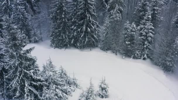 Густий ялиновий ліс, що захищає вкриті снігом пагорби Карпат і сміливих лижників. — стокове відео