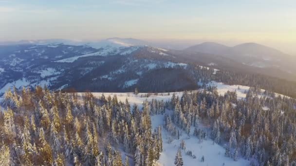 Ein außergewöhnliches Tal mit Hügeln und Bergen, die mit Tannenwäldern bedeckt sind, vor dem Hintergrund eines leuchtend rosa Sonnenuntergangs — Stockvideo