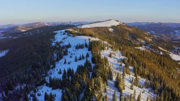 Alta montaña nevada cubierta de abetos siempreverdes en un día soleado y frío — Vídeo de stock