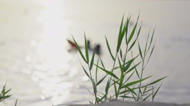 Reed yaprakları rüzgardan hareket eder bir uçurumda gölün ve günbatımının arka planına karşı