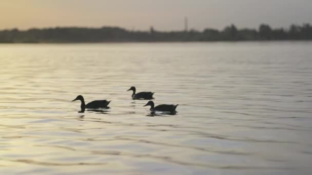 太陽を背景に三匹のアヒルが湖を泳いでいる。 — ストック動画