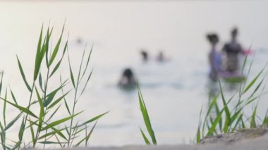 Reed yaprakları rüzgardan hareket eder bir uçurumda gölün ve günbatımının arka planına karşı