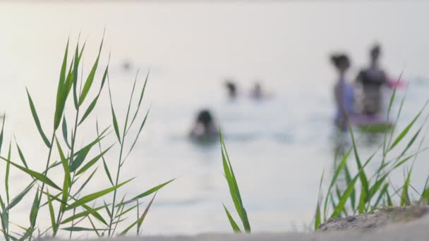 Reed daun bergerak dari angin di tebing terhadap latar belakang danau dan matahari terbenam — Stok Video