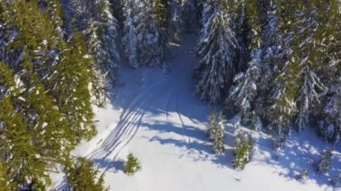 Karpat Dağları 'nın karla kaplı tepelerini kaplayan yoğun bir ladin ormanı ve gökten yağan kar.