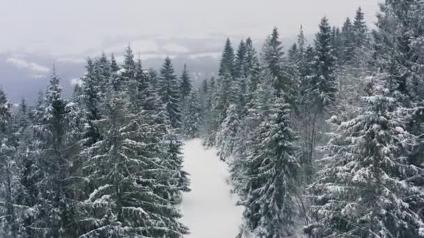 Yoğun bir ladin ormanı Karpat Dağları 'nın karla kaplı tepelerini ve cesur kayakçıları koruyor. — Stok video
