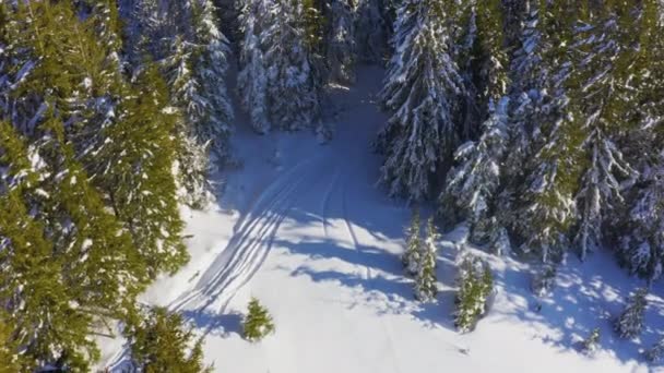 Uma densa floresta de abetos cobrindo as colinas cobertas de neve das Montanhas Cárpatas e neve caindo do céu — Vídeo de Stock