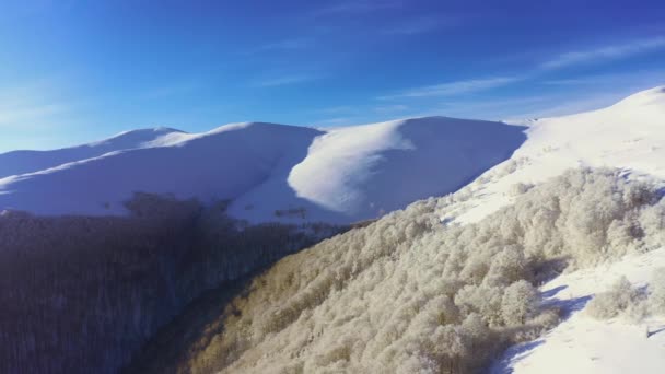 Magas havas hegy örökzöld fenyőfákkal borítva egy napos, hideg napon — Stock videók