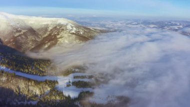 Yüksek karlı dağ, güneşli soğuk bir günde köknar ağaçlarıyla kaplı.