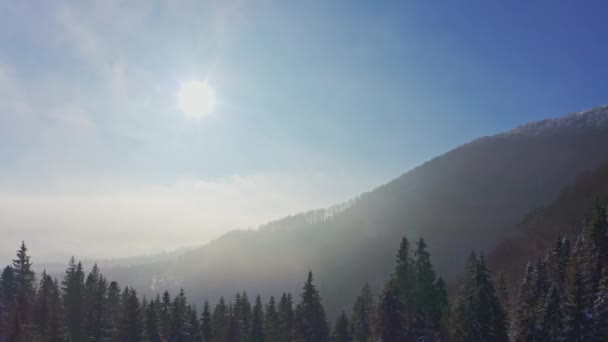 Bosque oscuro de árboles siempreverdes cubiertos de nieve blanca bajo exuberantes nubes — Vídeo de stock