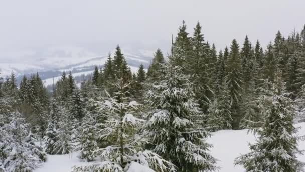 Prachtig uitzicht op de besneeuwde Karpaten bergen bedekt met altijd groene bossen bij bewolkt weer — Stockvideo