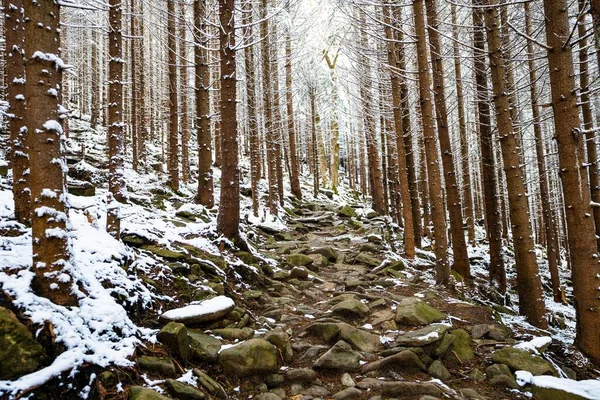 Wysokie gęste stare świerki rosną na śnieżnym stoku — Zdjęcie stockowe