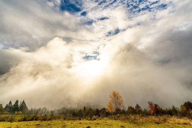 Görkemli yalnız kayın ağacı güneşli ışınlar, dağ Vadisi ile bir tepenin yamacında