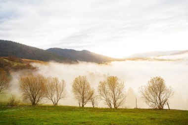 Karpat dağlarındaki renkli ağaçlar kalın gri sisle kaplı.