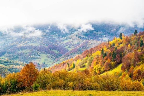 Bosques coloridos en las cálidas montañas de los Cárpatos cubiertos de espesa niebla gris —  Fotos de Stock