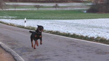 Rottweiler cinsinin hızlı ve komik siyah bir köpeği karlı tarlalar ve çayırlar arasında asfalt bir yol boyunca koşar ve topu ağzında taşır ve sahibine taşır. 4K UHD video gerçek zamanlı