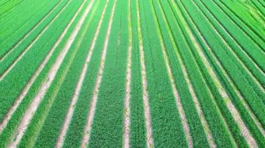 Geniş yeşil tarla, olgunlaşmamış mısır gevreği bitkileri sırayla büyüyor ve bulutlu bahar havasında kırsal alanda dar toprak yollar açıyor. Video 4k UHD eş zamanlı