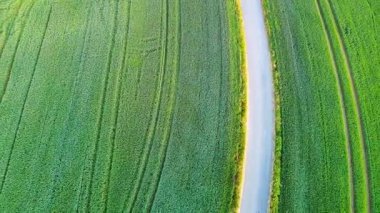 Dolambaçlı boş asfalt yol, zirai tahıl tarlalarında ve kırsal alanda çimenli yeşil çayırlarda güneşli akşam ışığında yoğun yaprak döken vahşi ormanın arka planına karşı uzanır. Video 4k UHD eş zamanlı