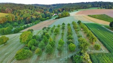 Çiftçiler arasında küçük yeşil meyve ağaçları olan büyük bir kırsal tarım bahçesi. Tahıl tarlaları ve kırsal kesimdeki sık ve karanlık bir ormanın arka planında çimenli yabani çayırlar. Video 4k UHD eş zamanlı