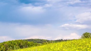 Yeşil yay, uzun çimenler ve sarı parlak karahindiba çiçekleri ile geniş, vahşi çayır mavi güneşli bulutlu bir gökyüzünün altında, tepelik bir Avrupa vadisinde. Video 4k UHD zaman ayarlı