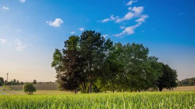 Kırsal alanda geniş bir tarımsal buğday tarlasının ortasında, bulutlu mavi bir gökyüzüne karşı yeşil yay yoğunluğunda yaprakları olan birkaç büyük çiçek açan meyve ağacı duruyor. Video 4k UHD zaman ayarlı
