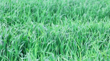 Kapalı yeşil taze, uzun çimenler geniş, vahşi bir bahar çayırında. 4k video yavaş çekim UHD