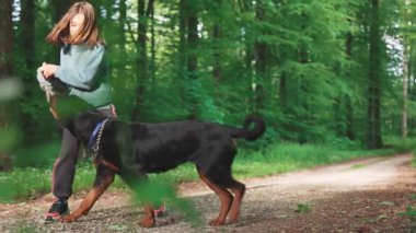 Neşeli küçük kız yeşil bahar yaprak döken ormanında özel bir köpek oyuncağıyla komik siyah Rottweiler köpeğiyle güneş ışığında çamurlu bir yolda oynuyor. 4k video yavaş çekim UHD