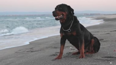 Rottweiler cinsinin güzel, gururlu büyük bir köpeği fırtınalı bir denizin arka planında kumlu bir sahilde oturur ve uzaklığa bakar. HD yavaş çekim videosu