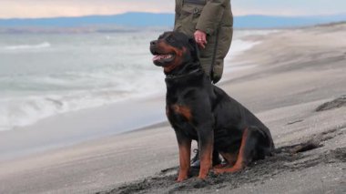 Kimliği belirsiz, titiz, sıcak elbiseli kadın hostes ellerini tutuyor ve Rottweiler cinsinin büyük itaatkar köpeği için güçlü metal bir tasma takıyor. 4K UHD yavaş çekim videosu