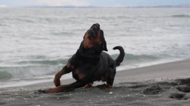 Neşeli, komik, büyük köpek taklaları ve kumlu bir sahilde, mavi dalgalı, 4K UHD yavaş çekim videosu