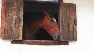 A proud muscular brown horse with shiny dark short mane sticks its head out of the window, and stands in its stall in sporty professional clean stable with equestrian horses. UHD 4K video slow-motion