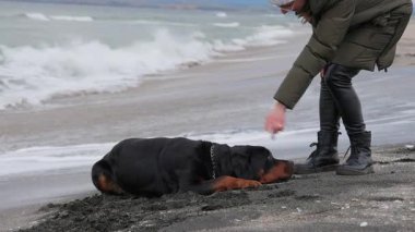 Neşeli, komik, büyük köpek taklalar atıyor ve kumlu bir sahilde beyaz dalgalar ve genç metresiyle taklalar atıyor. 4K UHD yavaş çekim videosu