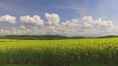 Bright large flowering fields with yellow spring small plant in mountain and meadow valley against backdrop of small empty old village and cloudy blue daytime sky. UHD 4K video timelaps