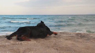 Neşeli, komik, büyük köpek taklaları ve kumlu bir sahilde, mavi dalgalı, 4K UHD yavaş çekim videosu