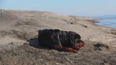 Neşeli, komik, büyük köpek taklaları ve kumlu bir sahilde, mavi dalgalı, 4K UHD yavaş çekim videosu