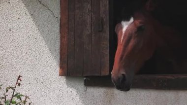 A proud muscular brown horse with shiny dark short mane sticks its head out of the window, and stands in its stall in sporty professional clean stable with equestrian horses. UHD 4K video slow-motion