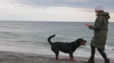 Kibar, nazik, ceket giyen bir hostes ve Rottweiler 'ın büyük sadık köpeğini deniz kenarındaki kumlu bir sahilde besliyor, 4K UHD yavaş çekim videosu.
