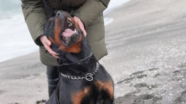 Sıcak ceketli bilinmeyen bir kız mavi fırtınalı denizin yanındaki kumlu sahilde duruyor ve sadık arkadaşının kulağının arkasını tırmalıyor. Rottweiler cinsinin büyük, eğitimli köpeği. 4K UHD yavaş çekim videosu