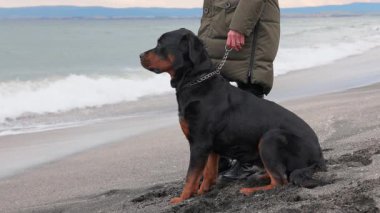 Kimliği belirsiz, titiz, sıcak elbiseli kadın hostes ellerini tutuyor ve Rottweiler cinsinin büyük itaatkar köpeği için güçlü metal bir tasma takıyor. 4K UHD yavaş çekim videosu
