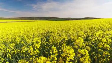 Parlak geniş çiçek tarlaları, dağda küçük bir bitki ve çayır vadisinde küçük boş bir köy ve bulutlu mavi gökyüzü. UHD 4K video gerçek zamanlı