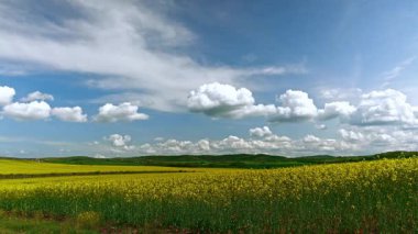 Parlak geniş çiçek tarlaları, dağda küçük bir bitki ve çayır vadisinde küçük boş bir köy ve bulutlu mavi gökyüzü. UHD 4K video gerçek zamanlı