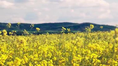 Parlak geniş çiçek tarlaları, dağda küçük bir bitki ve çayır vadisinde küçük boş bir köy ve bulutlu mavi gökyüzü. UHD 4K video gerçek zamanlı