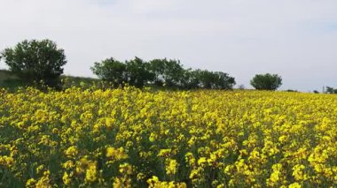 Parlak geniş çiçek tarlaları, dağda küçük bir bitki ve çayır vadisinde küçük boş bir köy ve bulutlu mavi gökyüzü. UHD 4K video gerçek zamanlı