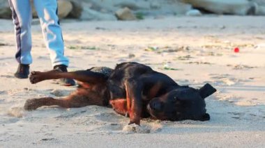 Neşeli, komik, büyük bir köpek taklalar atıyor ve kumlu bir sahilde beyaz dalgalar ve genç metresi 4K UHD yavaş çekim videosu ile aylaklık ediyor.