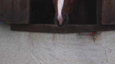 A proud muscular brown horse with shiny dark short mane sticks its head out of the window, and stands in its stall in sporty professional clean stable with equestrian horses. UHD 4K video slow-motion