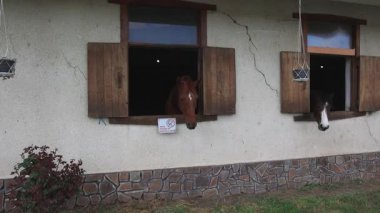 Many proud thoroughbred brown horses with dark groomed manes and shiny coats stick their heads out of windows, and stand in stalls in clean stable with nasty trained horses. UHD 4K video slow-motion