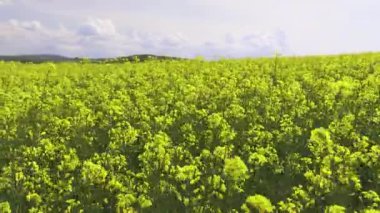 Bright large flowering fields with yellow spring small plant in mountain and meadow valley against backdrop of small empty old village and cloudy blue daytime sky. UHD 4K video timelaps