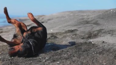 Neşeli, komik, büyük köpek taklaları ve kumlu bir sahilde, mavi dalgalı, 4K UHD yavaş çekim videosu