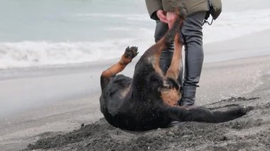 Neşeli, komik, büyük köpek taklalar atıyor ve kumlu bir sahilde beyaz dalgalar ve genç metresiyle taklalar atıyor. 4K UHD yavaş çekim videosu