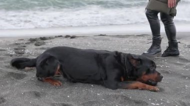 Neşeli, komik, büyük bir köpek taklalar atıyor ve kumlu bir sahilde beyaz dalgalar ve genç metresi 4K UHD yavaş çekim videosu ile aylaklık ediyor.