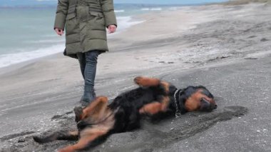 Neşeli, komik, büyük köpek taklalar atıyor ve kumlu bir sahilde beyaz dalgalar ve genç metresiyle taklalar atıyor. 4K UHD yavaş çekim videosu